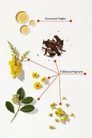 Phyto Color Saç Boyası - Koyu Kumral 6